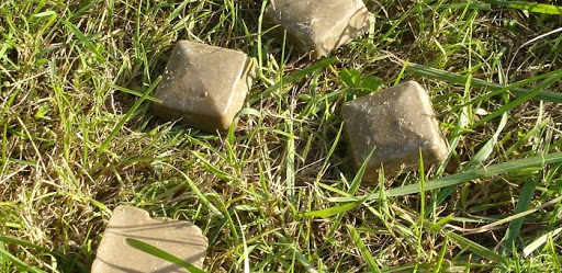 PVD uzsāk meža dzīvnieku vakcināciju pret trakumsērgu