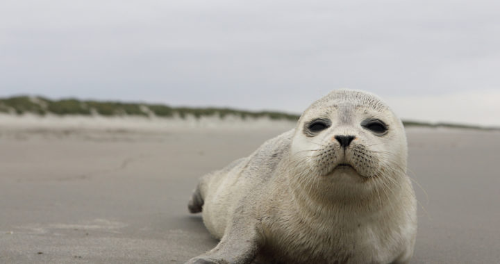 Izstrādāts Roņu aizsardzības un apsaimniekošanas plāns Latvijas ūdeņos