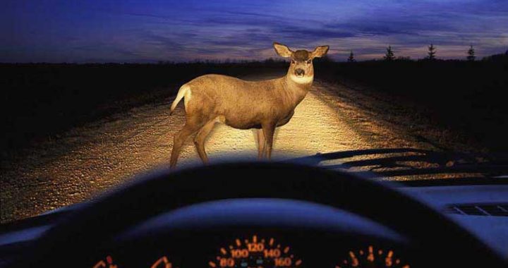 Ar nenostiprinātu medījumu bagāžniekā