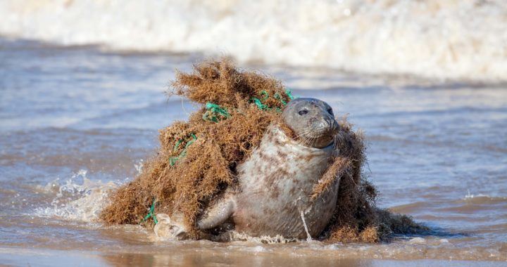 Pamestie zvejas rīki – neizzūdošs drauds dabai