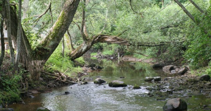 Gada dzīvotne 2021 – upju straujteces un dabiski upju posmi
