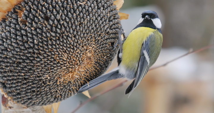 Stundas garumā aicina skaitīt putnus pie barotavām