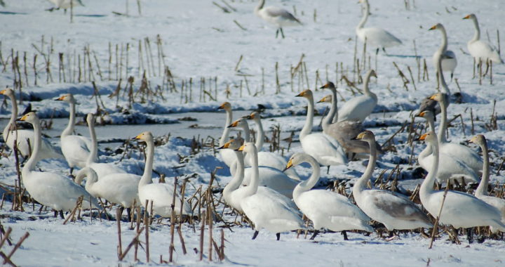Janvārī skolēnus aicina novērot Latvijā ziemojošos ūdensputnus