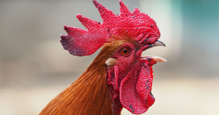 Mājputnu īpašniekiem un turētājiem putni jātur slēgtās telpās un jāievēro citi papildu biodrošības pasākumi