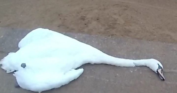 Latvijā savvaļas putniem konstatēta augsti patogēnā putnu gripa