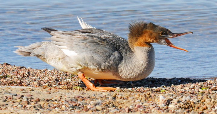 Bērnus aicina atdarināt putnu balsis