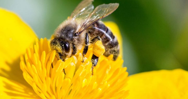 Biškopju pavasara konferencē atklās pētījumu rezultātus par pesticīdu ietekmi uz bitēm