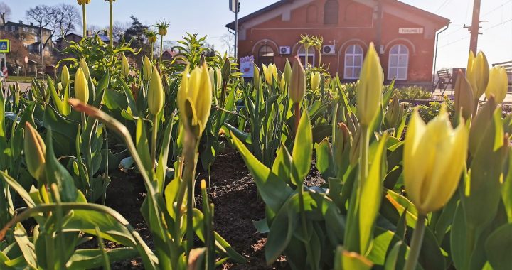 Maija ziedonis Tukuma pusē