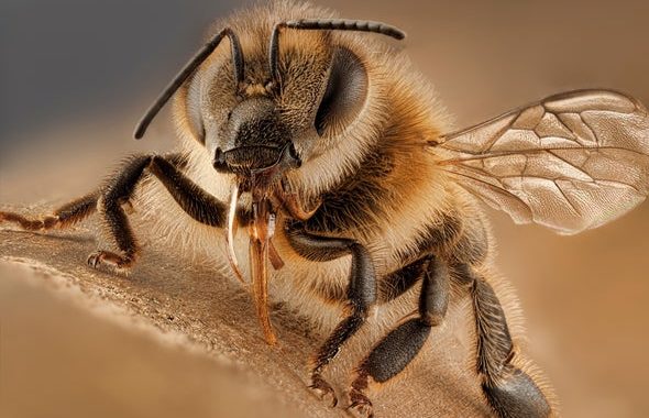 Katru trešo pārtikas kumosu apēdam, pateicoties bitēm.