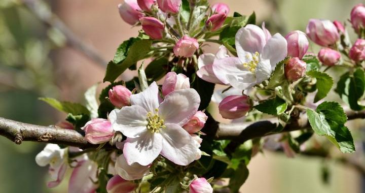 Maijs – lielais svētku mēnesis!