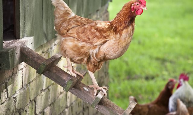 Mājputnus drīkstēs laist ārā, ievērojot vairākus piesardzības pasākumus