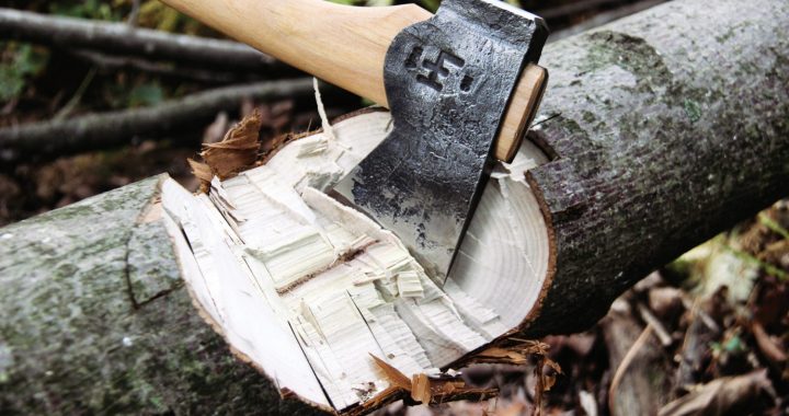 Visu ko sola, bet par kokiem aizmirst