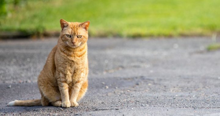 Izvairoties no pāri ceļam skrienoša minča…
