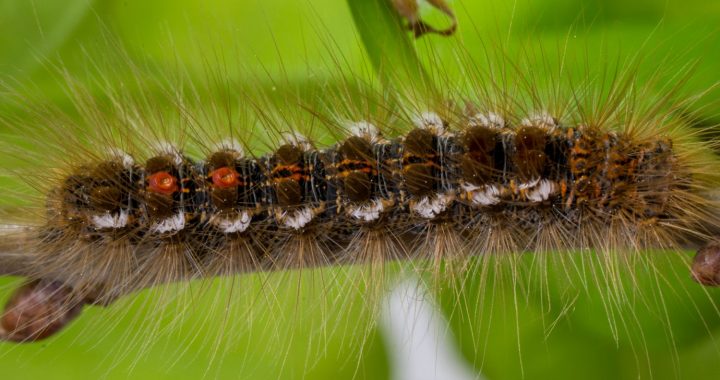 Savairojušās zeltvēdera mūķenes apdraud cilvēku veselību