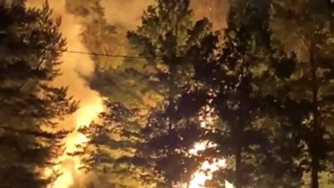 Dedzis mežs pie Melnezera