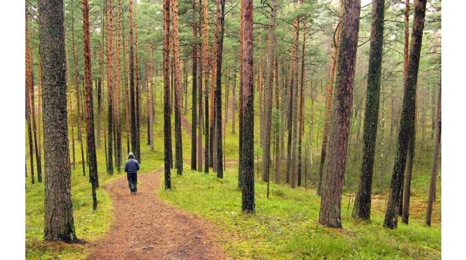 Izglābti divi Tukuma novada mežā apmaldījušies cilvēki