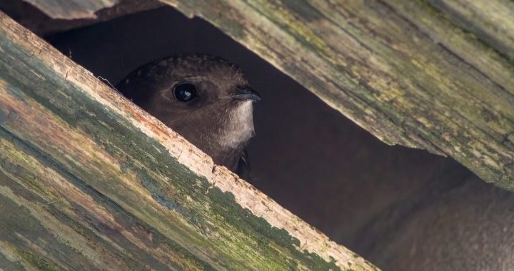 Par 2022. gada putnu Latvijas Ornitoloģijas biedrība izvēlējusies svīri