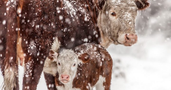 Kad mājlopi brīvsolī