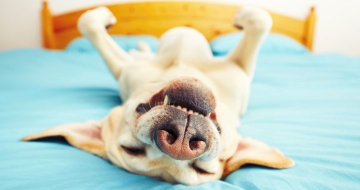Suņa nomierināšana: 5 ieteikumi, kā palīdzēt sunim palikt vienam pašam