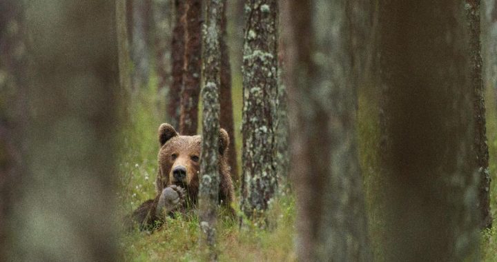 Dabas muzejā tapusi izglītojoša fotoizstāde par brūno lāci