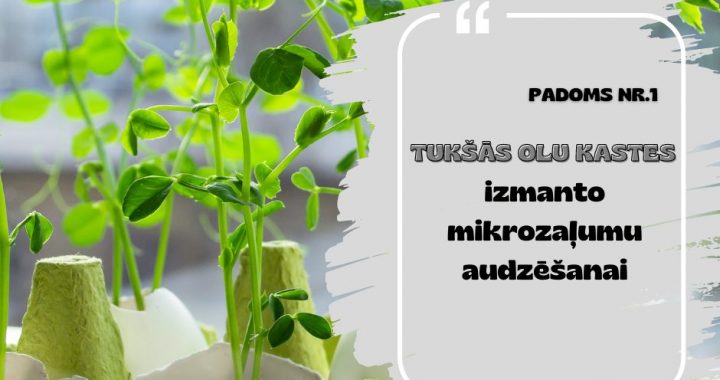 Ko darīt ar olu kastītēm?