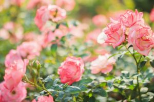 Dabas muzejs ar rozēm  atklāj dārzkopības izstāžu sezonu
