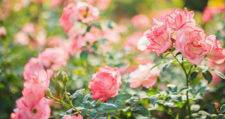 Dabas muzejs ar rozēm  atklāj dārzkopības izstāžu sezonu