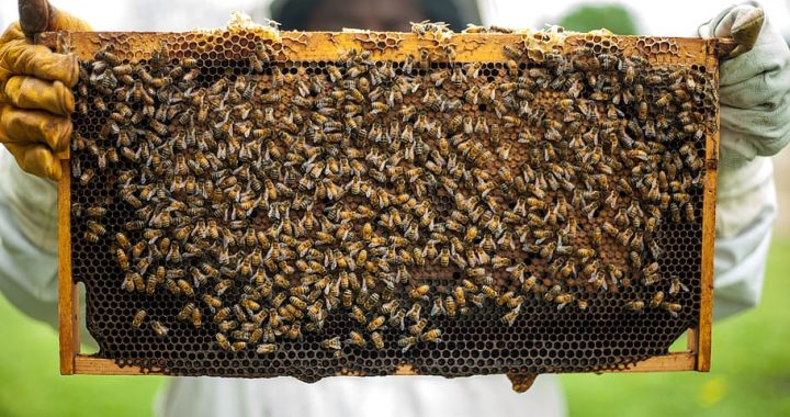 Bez dabas nebūs pārtikas un lauki iztukšosies: lauksaimnieki un biškopji aicina atbalstīt Dabas atjaunošanas regulu