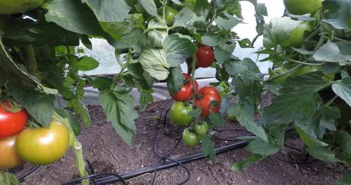 KĀ LAISTĪT DĀRZUS, KAS IR TĀLU, VAI VIETĀS, KUR NAV ELEKTRĪBAS