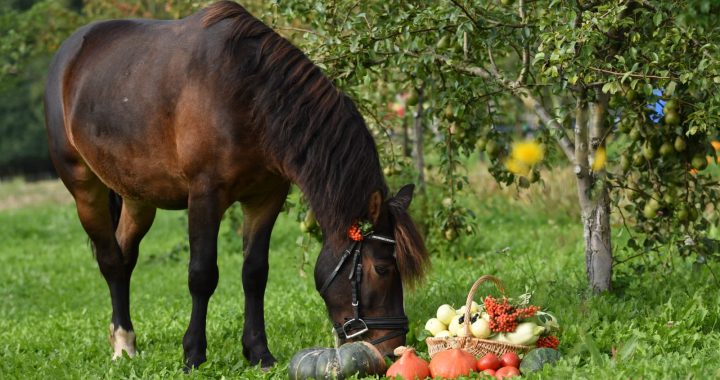 Ar dziesmām, rotaļām un kopīgu ražas vākšanu ar zirgu, aicina atzīmēt Rudens saulgriežus latviskās tradīcijās