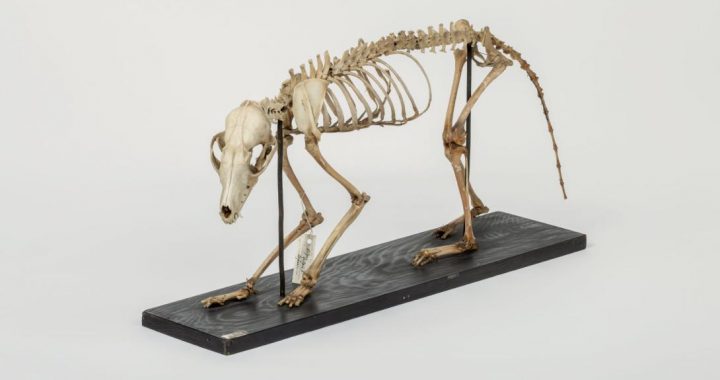 Dabas muzejā notiks pasākums ģimenēm par  dzīvnieku skeletiem