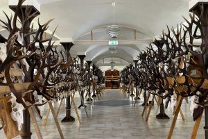 Jaunmoku pilī skatāma Latvijas medību trofeju izstāde “Jaunmokas 2024” 