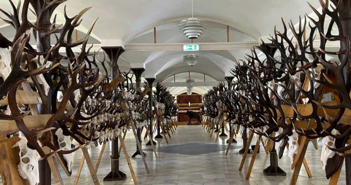 Jaunmoku pilī skatāma Latvijas medību trofeju izstāde “Jaunmokas 2024” 