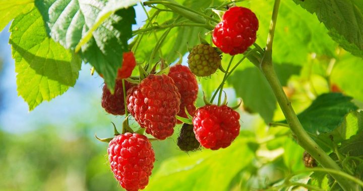 Latvijā sākusies aveņu sezona