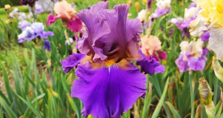 Rīgā atklās īrisu izstādi. Būs arī novadnieka Laimoņa Zaķa ziedi