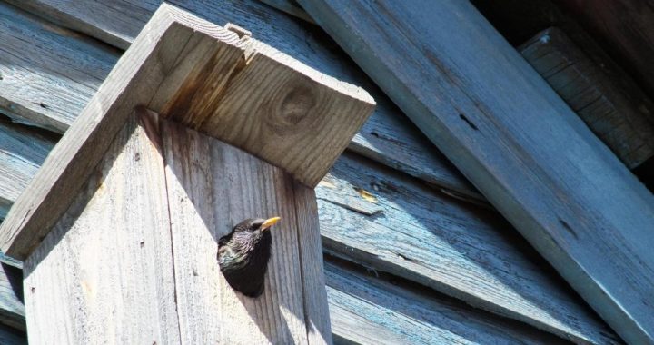 Dabas muzejs aicina piedalīties iniciatīvā «Gatavojam putnu būrīšus rudenī»