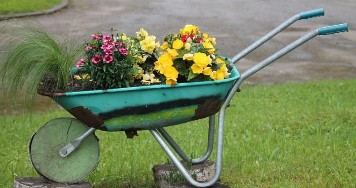 Ielūkojoties Vānes pagasta svētkos