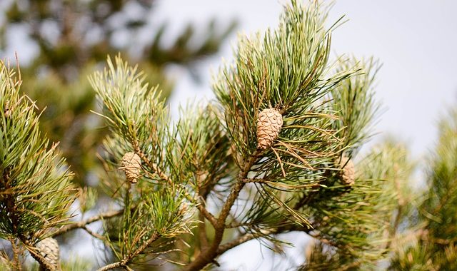 Par dižkoku iznīcināšanu, tostarp Engurē,  piespriež bargus sodus