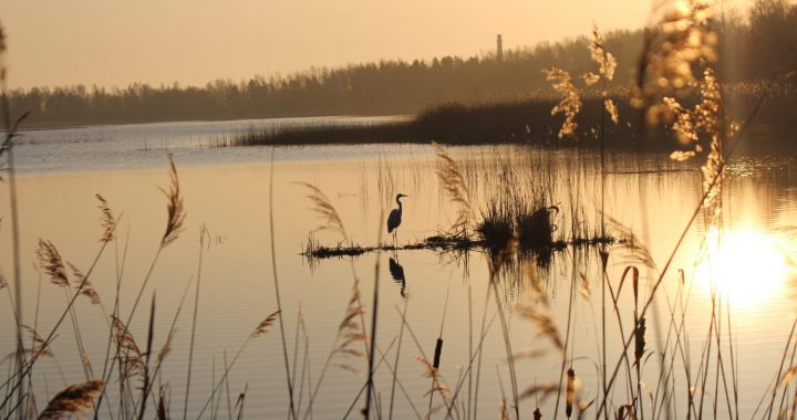 Putnu vērošana – Kaņiera laivu bāzē