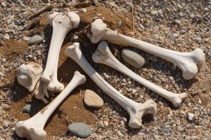 Rakšanas darbu laikā uzietas  mirstīgās atliekas