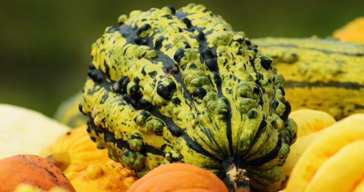 Dabas muzejā varēs doties lūkot ķirbjus