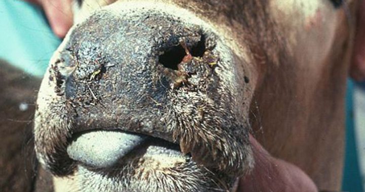 Lietuvā apstiprināti pirmie infekciozās zilās mēles slimības gadījumi