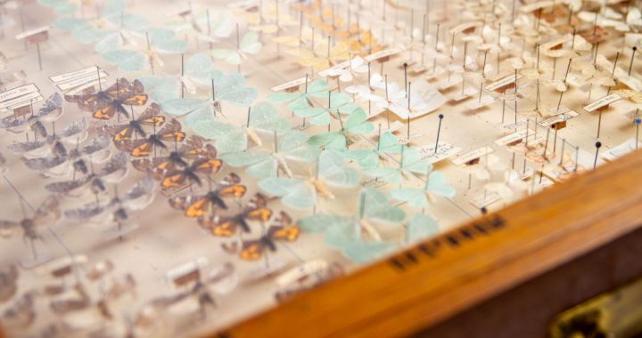 Dabas muzejā – ģimenes diena