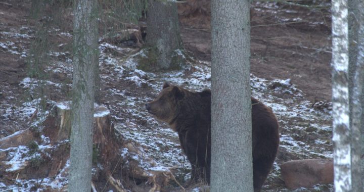 Kā noteikt lāča klātbūtni mežā