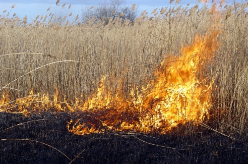 Jaunsātos deguši 20 hektāri kūlas