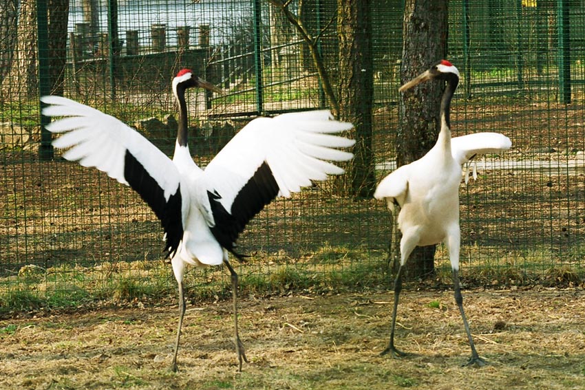 Dzīvnieku ģimeņu dienas Zoodārzā