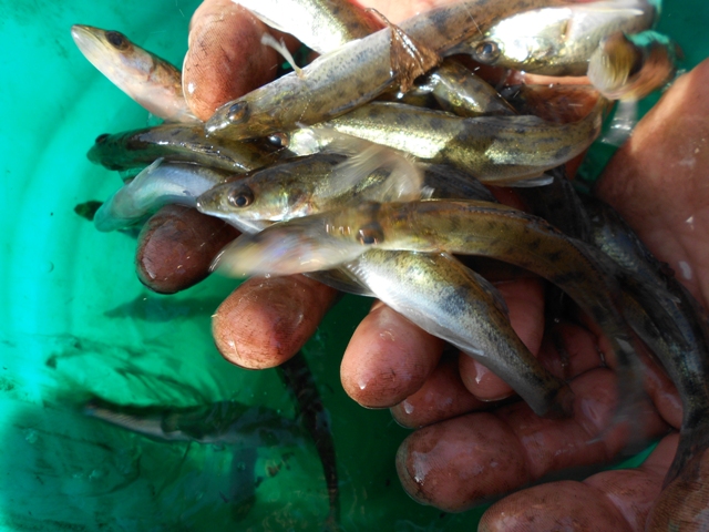 Jaunpils Dzirnavu ezers – zivīm bagātāks