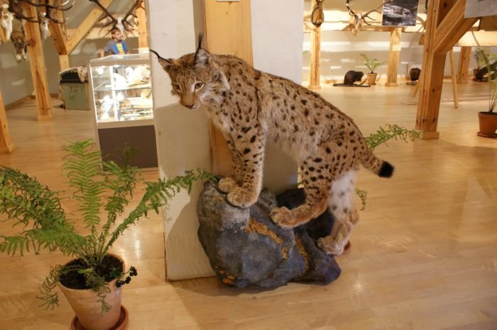 Kara muzejā atklās vērienīgu izstādi par medībām