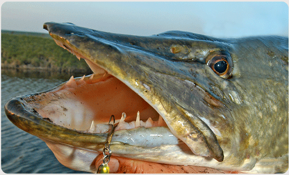 Līdakas makšķerēt aizliegts līdz 10. maijam