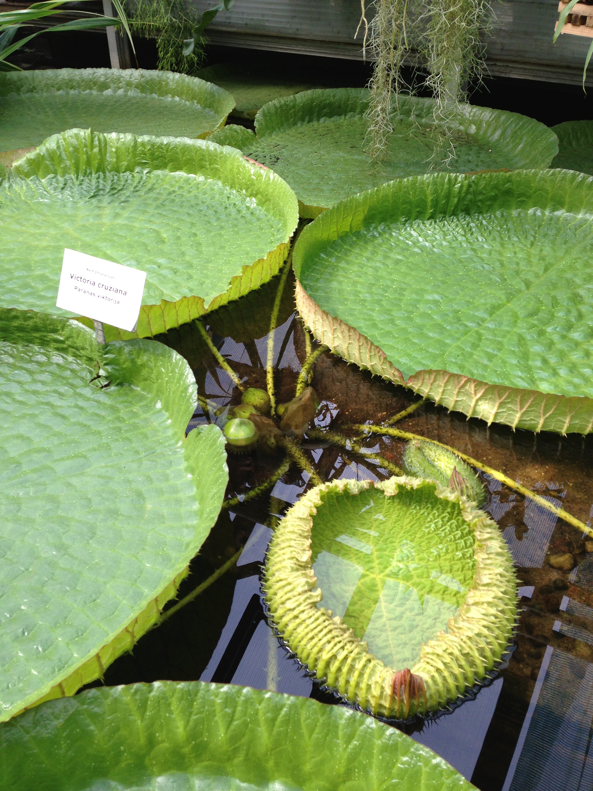LU Botāniskajā dārzā uzplauks Viktorijas ūdensrozes